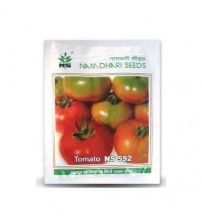 Tomato NS 592